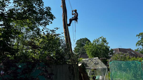 Surrey Tree Surgeons Ltd