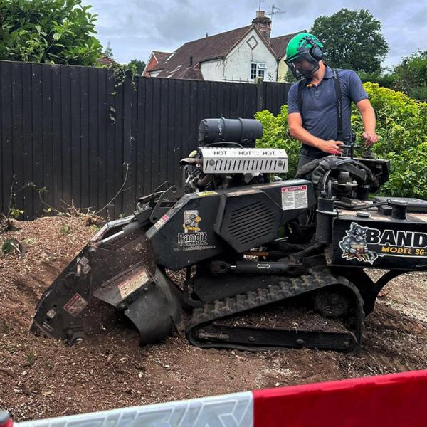 Surrey Tree Surgeons