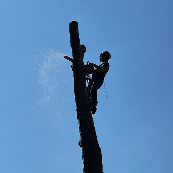 Surrey Tree Surgeons