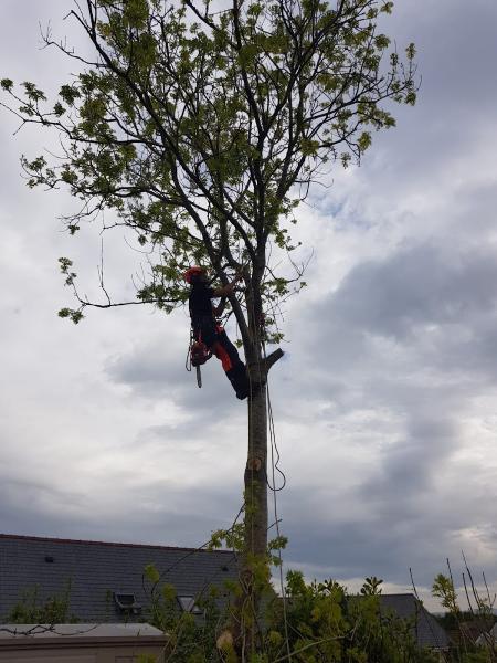 HJ Tree Surgery