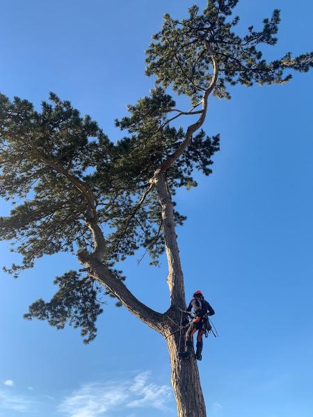 HJ Tree Surgery