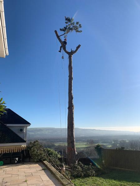 HJ Tree Surgery