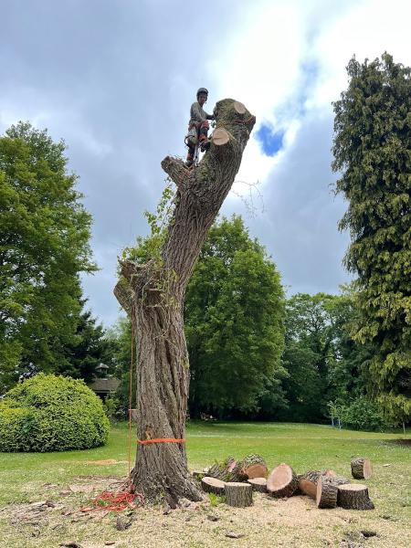 Halton Tree Surgery