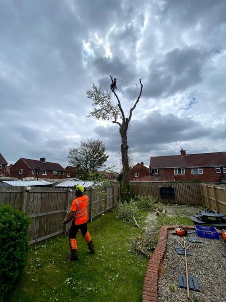 Chris Gill Tree Surgery Ltd