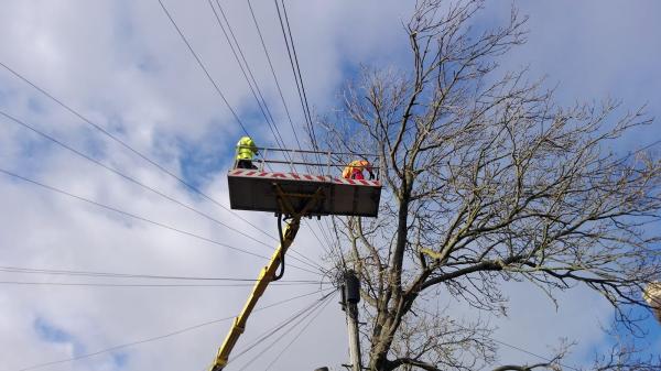 Chris Gill Tree Surgery Ltd