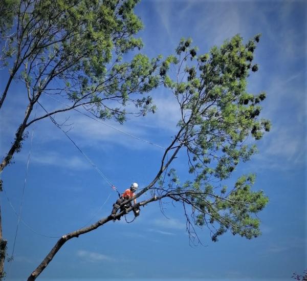 Wain Marsh Tree Services Biddulph