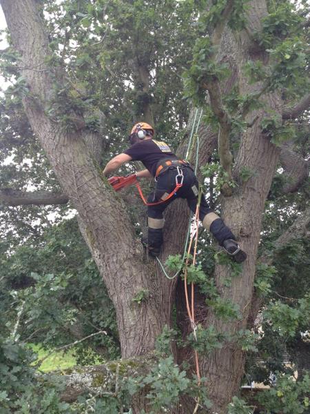 Alpine Tree Surgeons