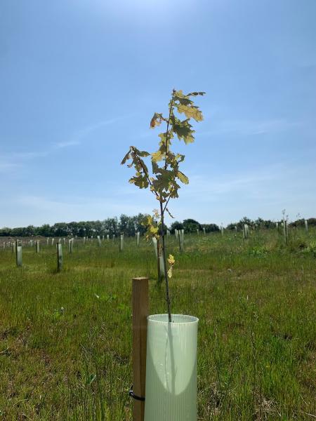 Time4trees