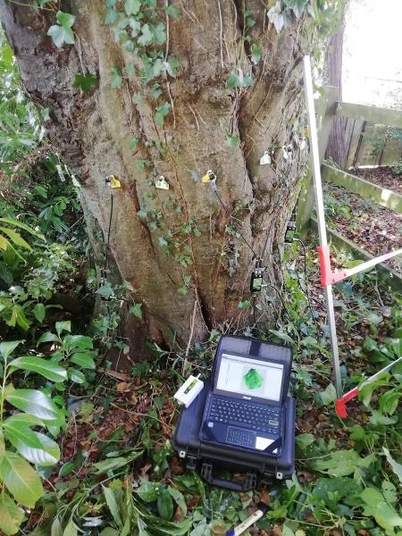 Jason Bellenger Tree Surveys