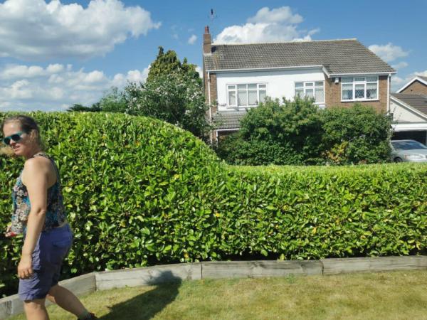 Robshaw's Tree & Hedge Maintenance