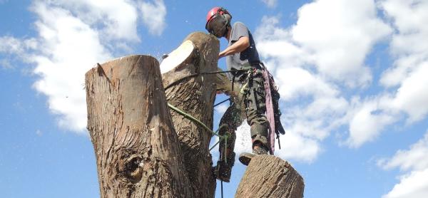 Tendring Tree Surgery