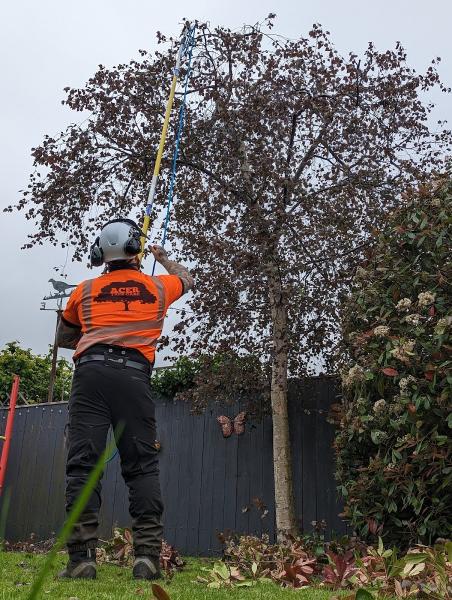 Acer Tree Care