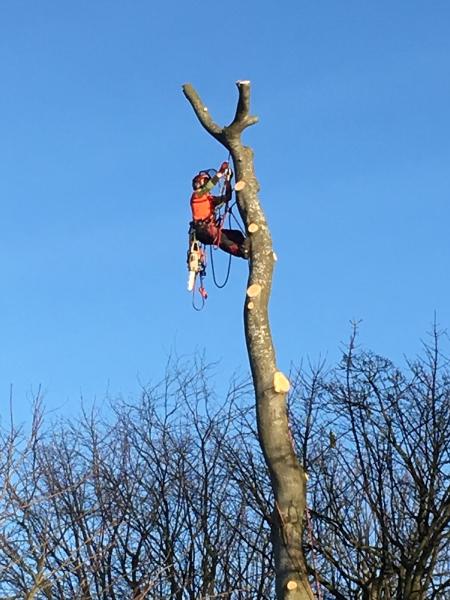 Tilia Tree Care