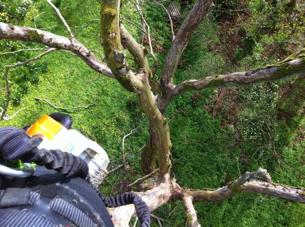 Tilia Tree Care