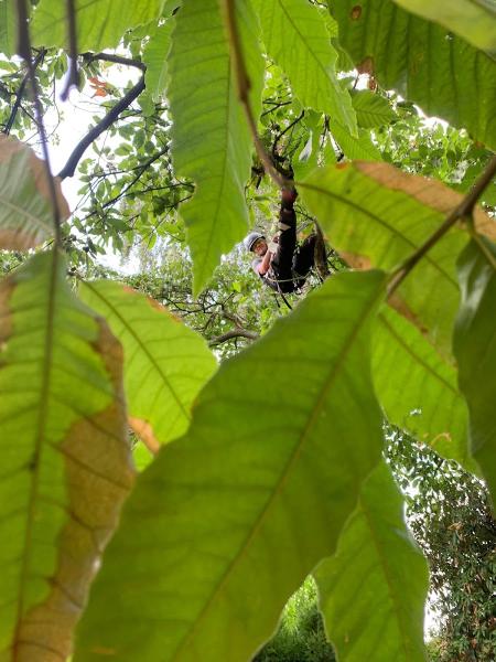 Seaview Arboriculture