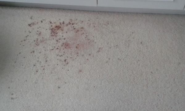 Swansea Carpet Cleaning