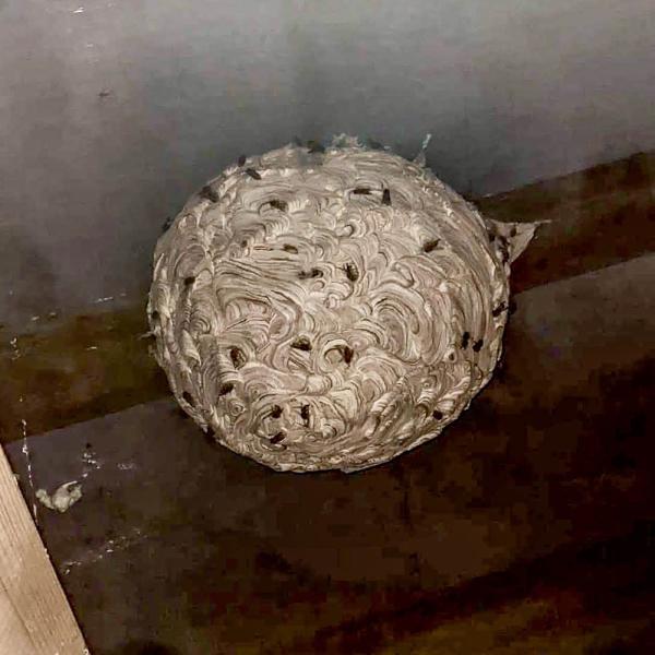 Peak Forest Pest Control