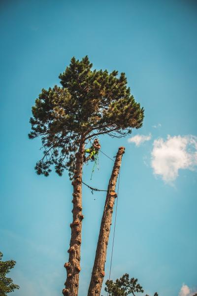 Browns Tree Management