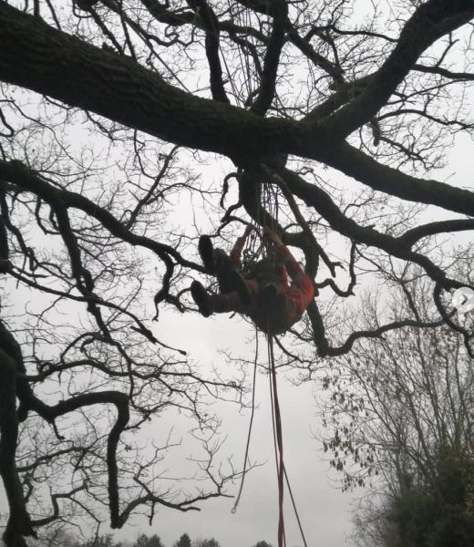 Terra Firma Arboriculture