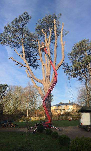 Greenheart Tree Surgery