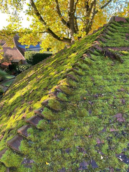 SG Roof Cleaning and Moss Removal