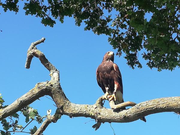 GCB Falconry & Pest Solutions Ltd