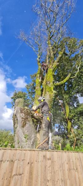 Scottish Dan Tree Services & Landscaping Cardigan