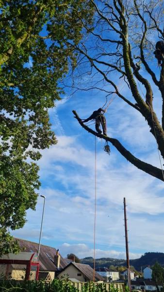 Scottish Dan Tree Services & Landscaping Cardigan