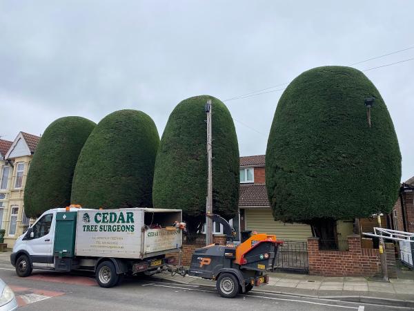 Cedar Tree Surgeons