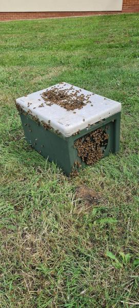 Surrey Wildlife & Pest Control