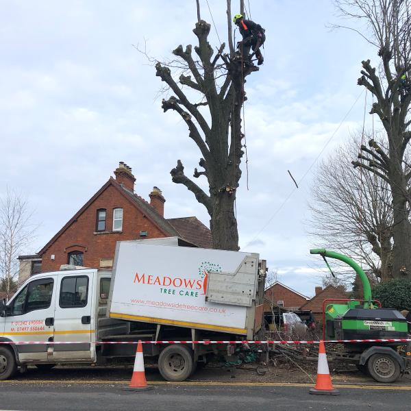 Meadowside Tree Care