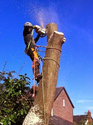 Martin Doyle Tree Services