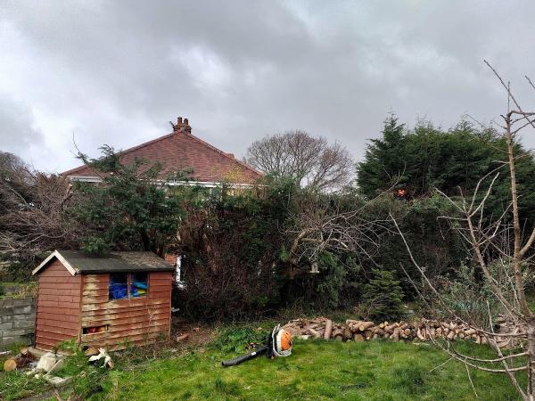 Two Brothers Tree Surgeons