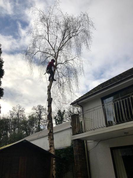 Two Brothers Tree Surgeons