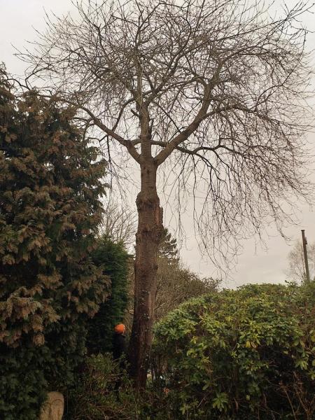 Two Brothers Tree Surgeons