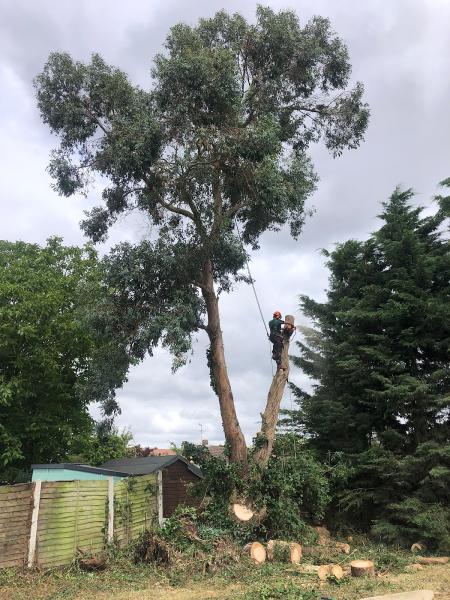 Happy Branches Tree Surgery