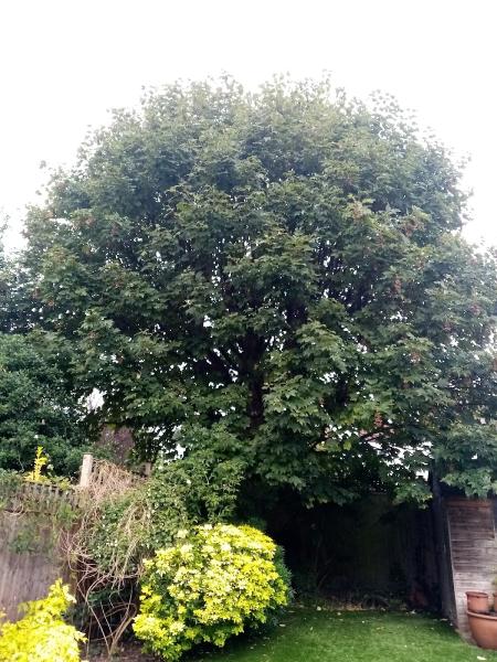 Happy Branches Tree Surgery