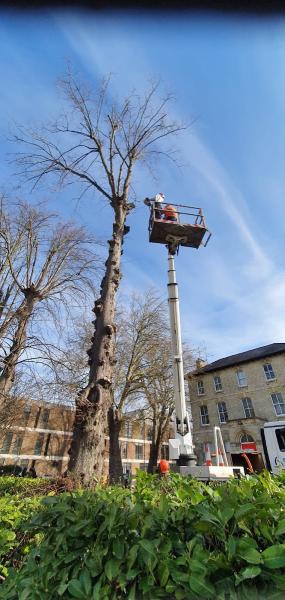 Happy Branches Tree Surgery