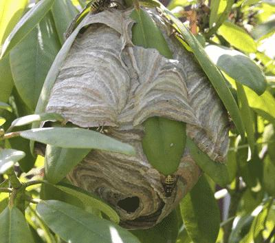 Hampshire Wasp Control