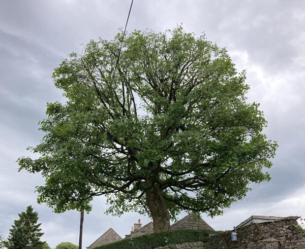 Belmont Tree Care