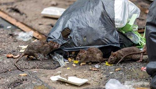 Rainbow Pest Control & Environmental Services