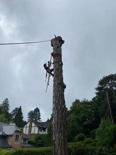 Toby Stone Tree Surgeon Ltd