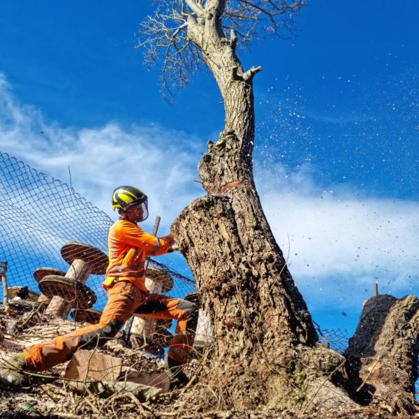 Birchgrove Tree Care