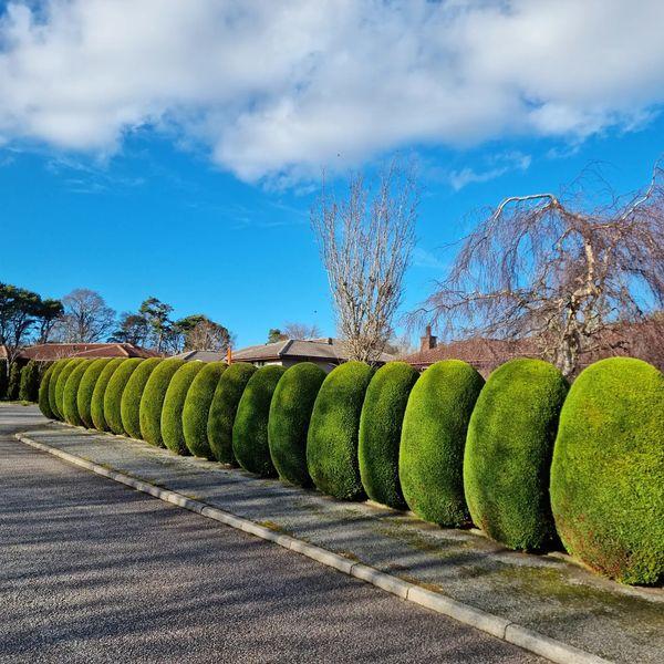 Birchgrove Tree Care