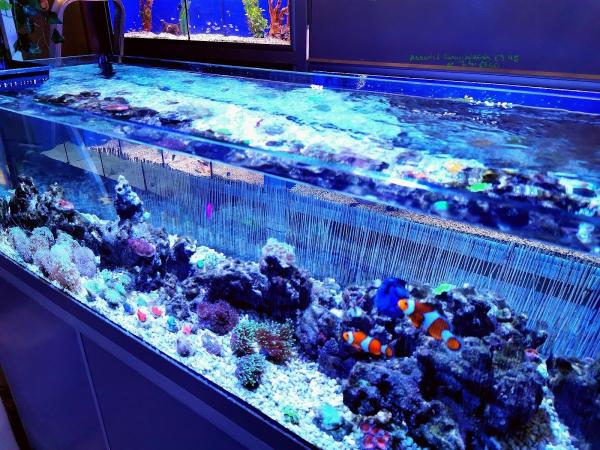 Aquatech Aquariums