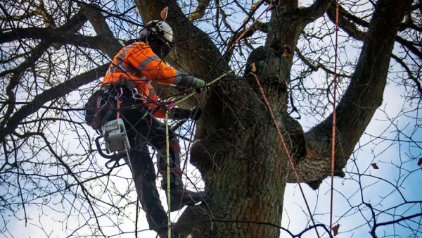 Coastal Tree Arborists Ltd