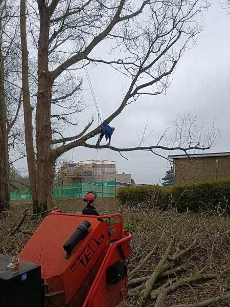 Keith Tait Tree Surgery