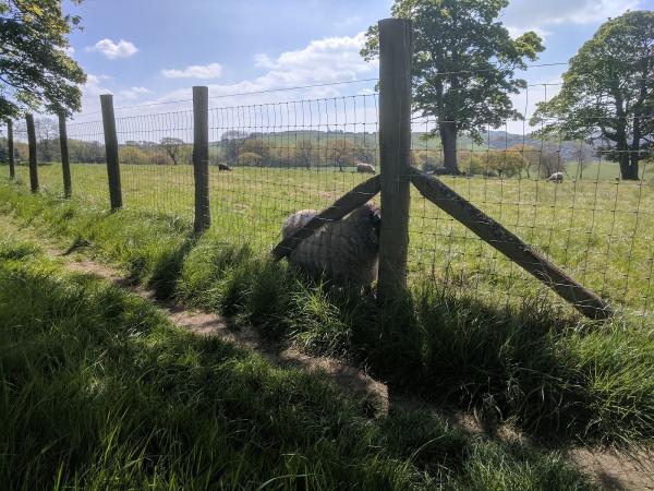 Jo's Drystone Walling