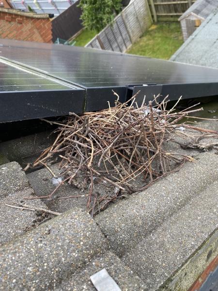 Pigeon Solar Panels