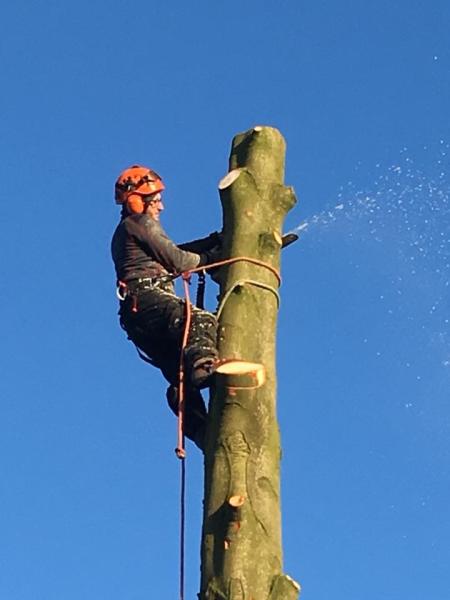 Plumb Tree Care